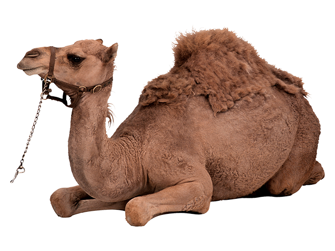 Camel Husbandry