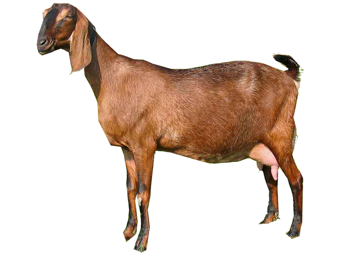 Goat Farming