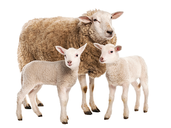 Sheep Stations